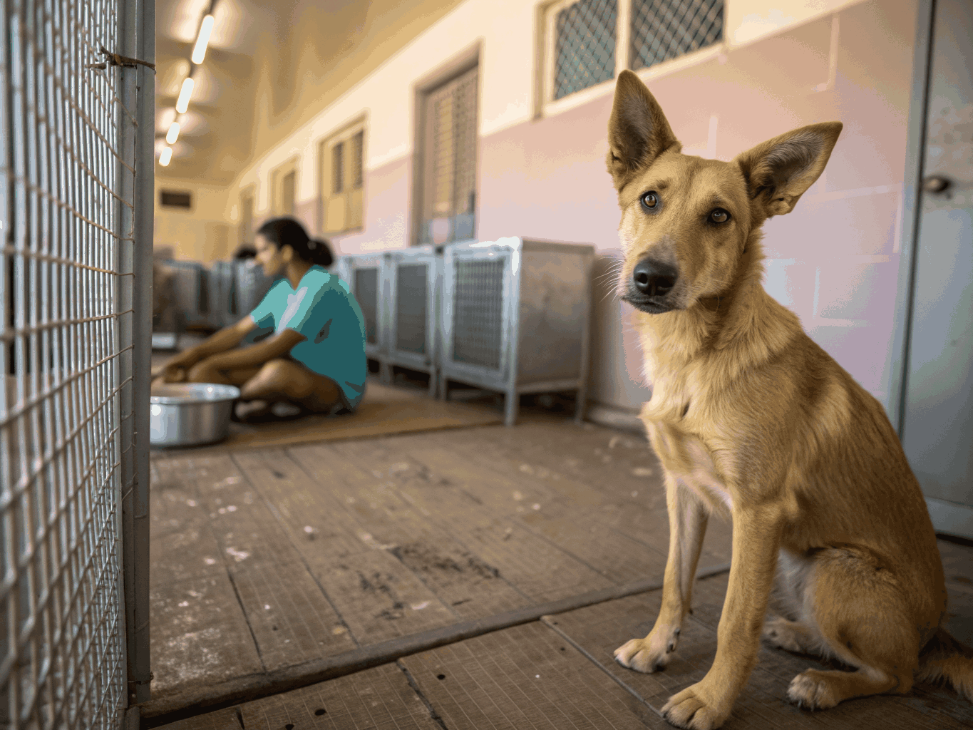 A happy shelter dog benefiting from donations